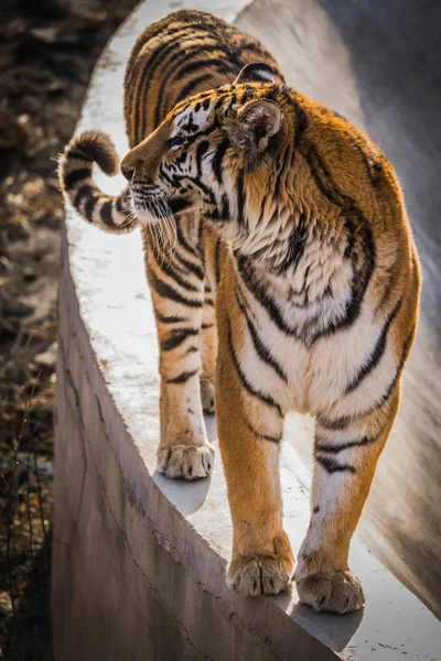 striped tiger animal, predator mammal