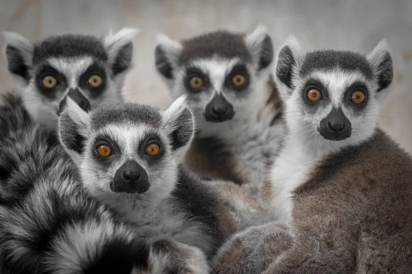 Hayvanat Bahçesindeki Genç Lemur — Stok fotoğraf