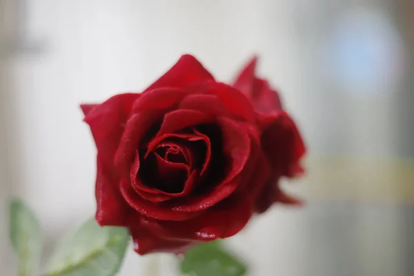 Hermosas Rosas Rojas Sobre Fondo Blanco — Foto de Stock