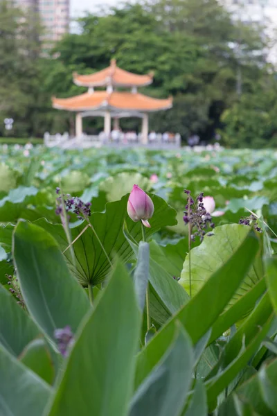 Hermosa Flor Jardín — Foto de Stock