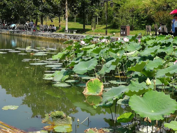 Flores Loto Estanque — Foto de Stock