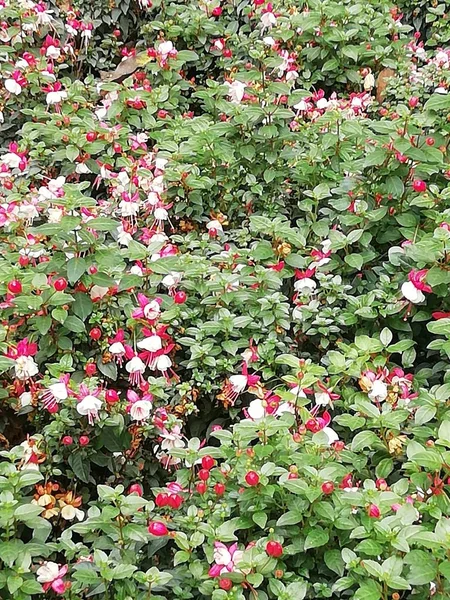 Schöne Blumen Garten — Stockfoto