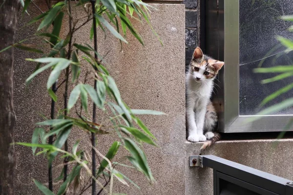 Lindo Gato Sentado Calle — Foto de Stock