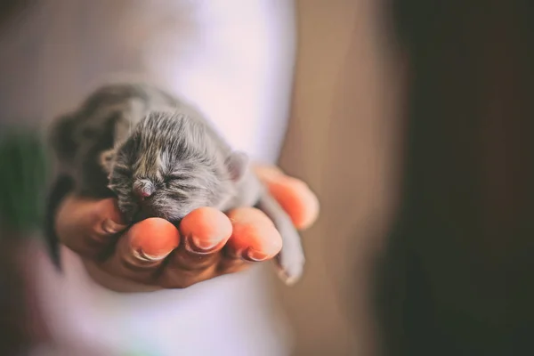 cat hand holding a small kitten