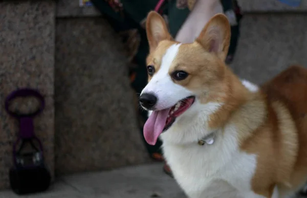 Милая Собака Парке — стоковое фото