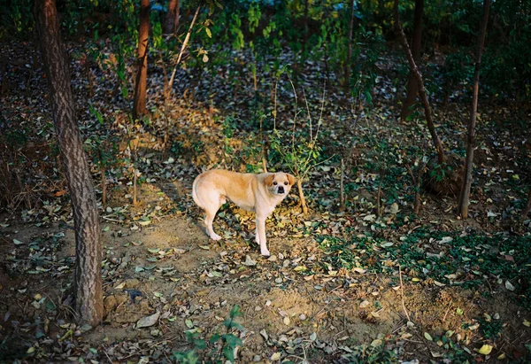 Lindo Perro Parque — Foto de Stock