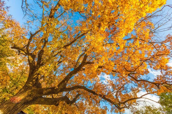 Piękna Jesień Parku — Zdjęcie stockowe