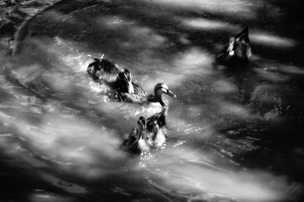 Imagen Blanco Negro Una Ballena Voladora — Foto de Stock