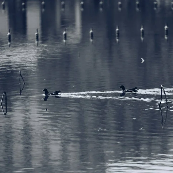 Aves Silvestres Lago — Foto de Stock