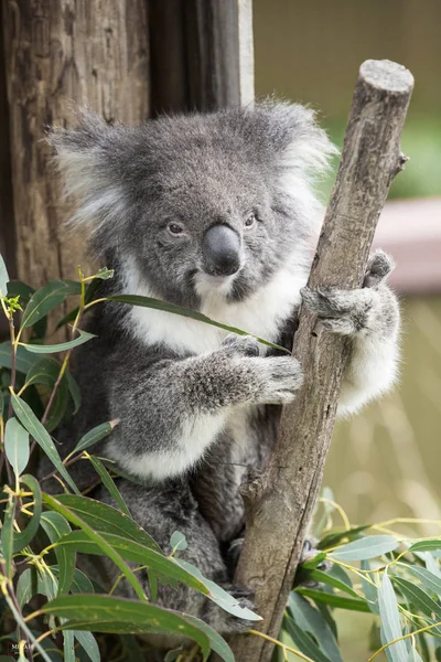 Koala Zoo Dzikie Zwierzęta — Zdjęcie stockowe