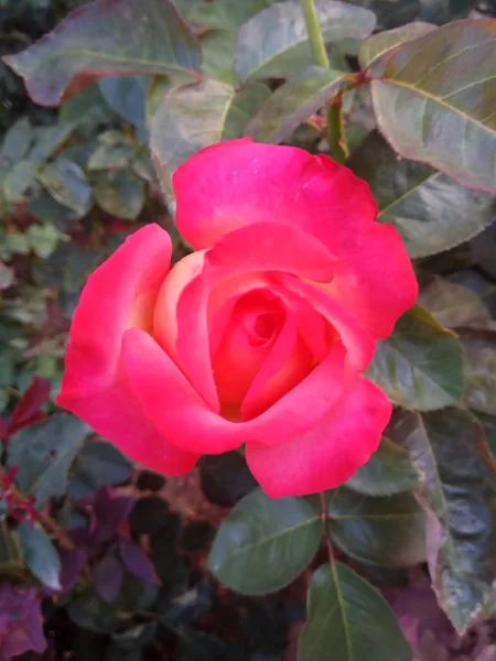 Flora Del Jardín Pétalos Rosa — Foto de Stock