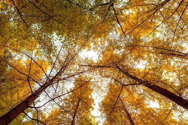 Bosque Otoño Parque — Foto de Stock