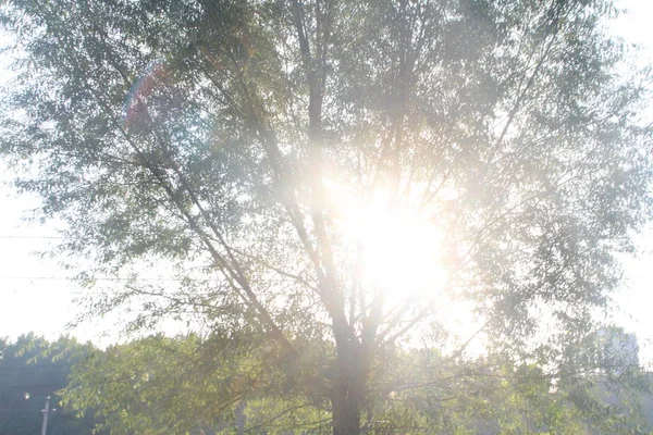 Hermosa Vista Naturaleza Del Bosque — Foto de Stock