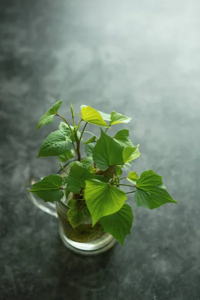 Hojas Verde Sobre Fondo Madera — Foto de Stock