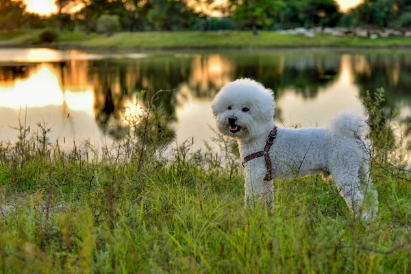 Retrato Lindo Perro Mascota — Foto de Stock