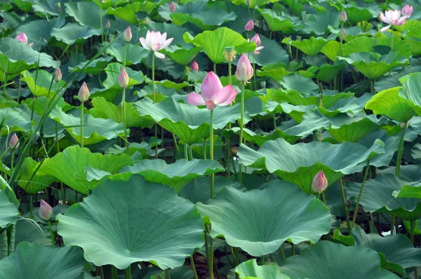 Flor Loto Jardín — Foto de Stock