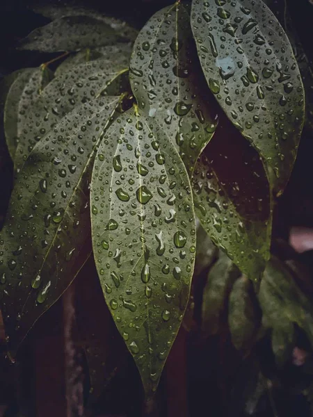 Gotas Agua Una Hoja — Foto de Stock