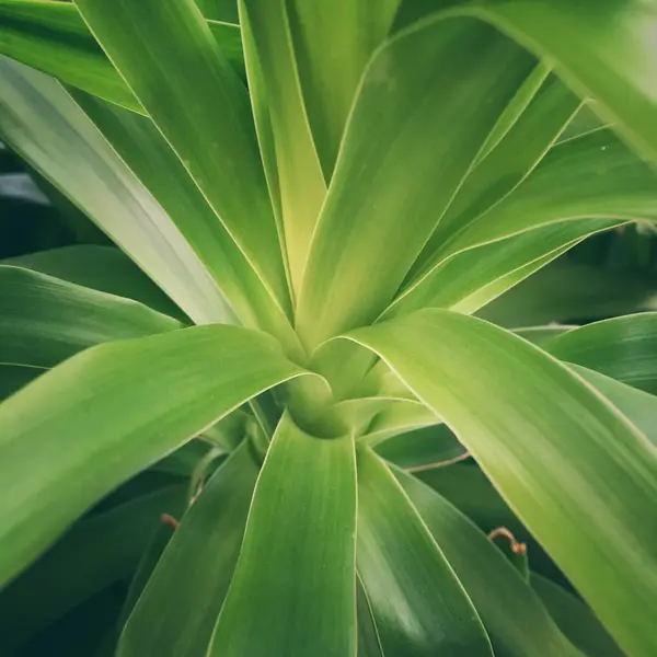 Hojas Verdes Jardín — Foto de Stock