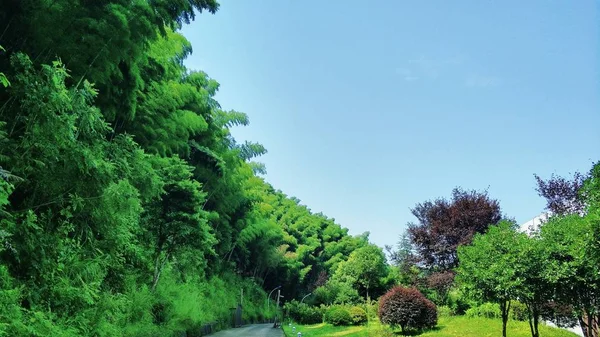 Hermosa Vista Naturaleza Del Bosque — Foto de Stock