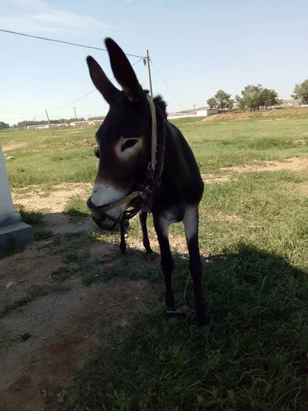 Caballo Campo — Foto de Stock