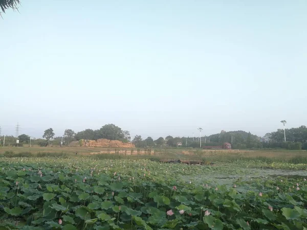 Campo Agrícola Plantas Agrícolas Flora Hierba — Foto de Stock