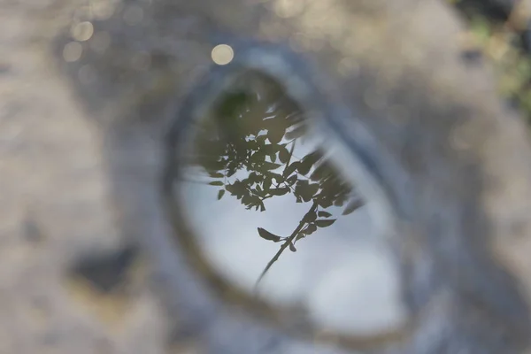 Araña Árbol — Foto de Stock