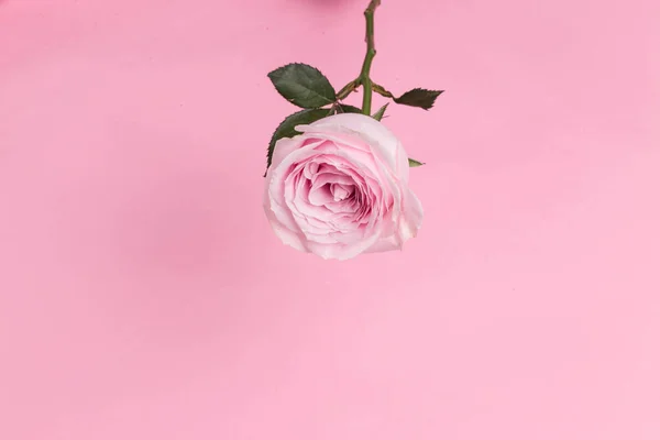 Rosas Rosadas Sobre Fondo Blanco — Foto de Stock