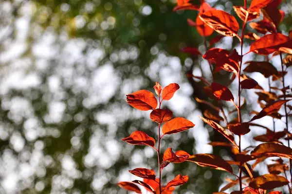 Hojas Rojas Otoño — Foto de Stock