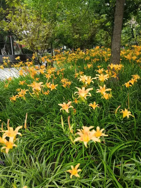 Hermosas Flores Primavera Jardín —  Fotos de Stock