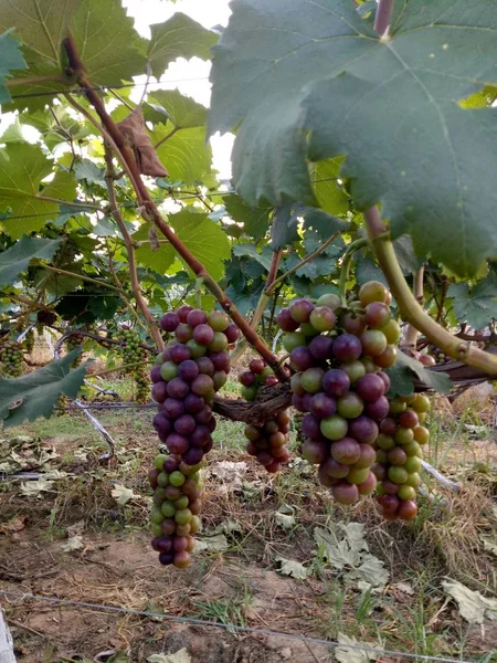 Uvas Rojas Maduras Vid — Foto de Stock