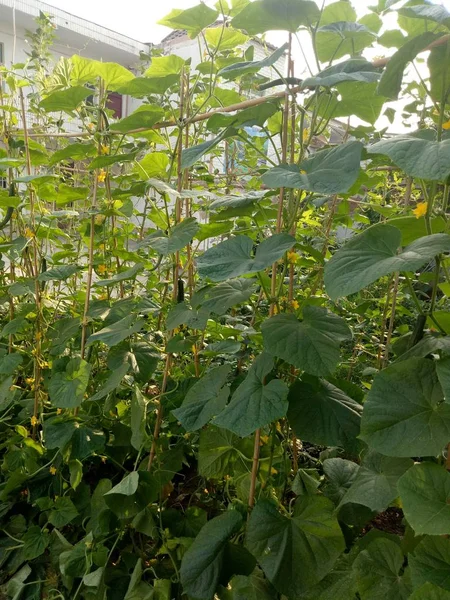 Hermoso Plano Botánico Fondo Pantalla Natural — Foto de Stock