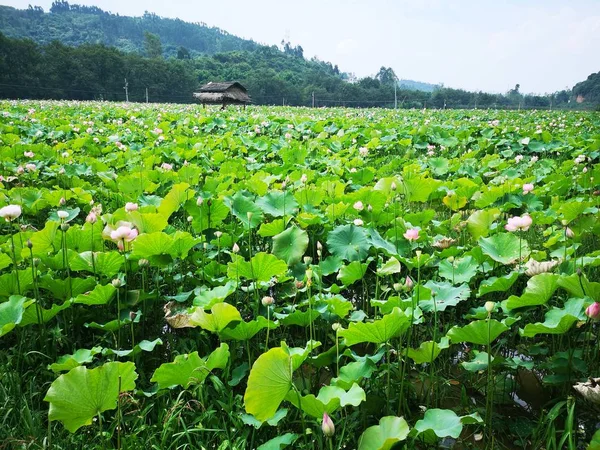 Plantación Verde Jardín — Foto de Stock