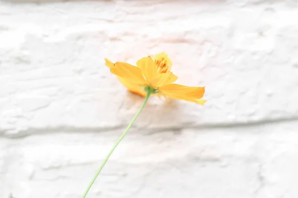 Hermosa Flor Amarilla Sobre Fondo Blanco — Foto de Stock