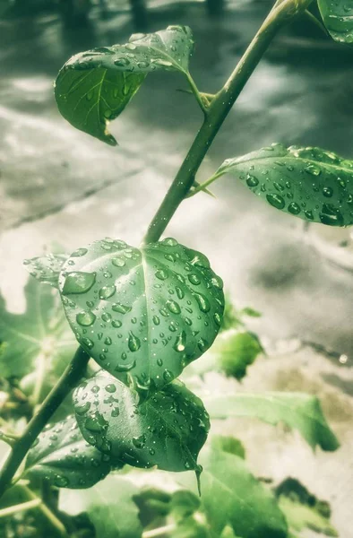 Pomodoro Verde Foglie — Foto Stock