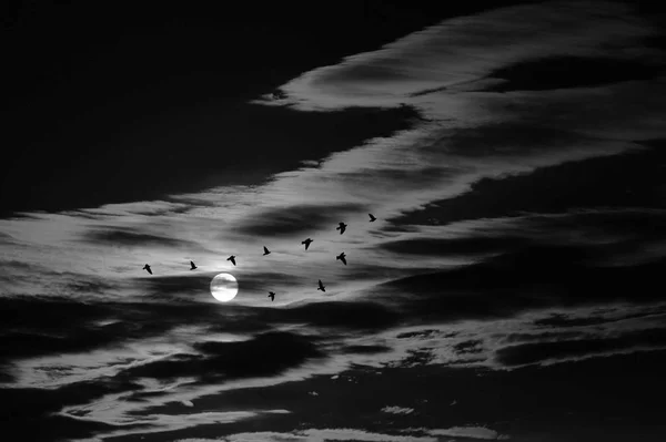 black and white photo of flying birds on the sky