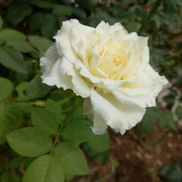 Hermosa Rosa Blanca Jardín — Foto de Stock