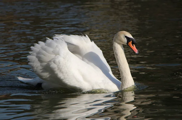 Schöner See Vor Naturkulisse — Stockfoto