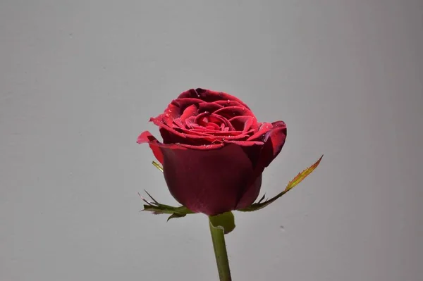 Rosa Rossa Sfondo Bianco — Foto Stock