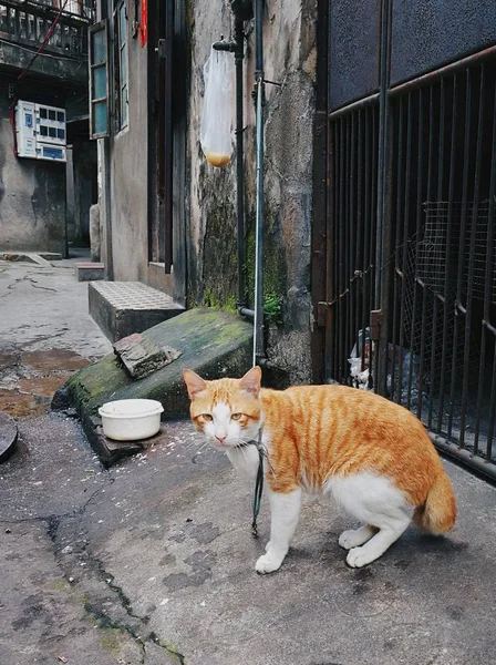 Gato Callejero Ciudad — Foto de Stock