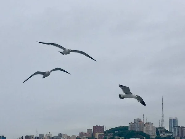 flying bird, birds wings