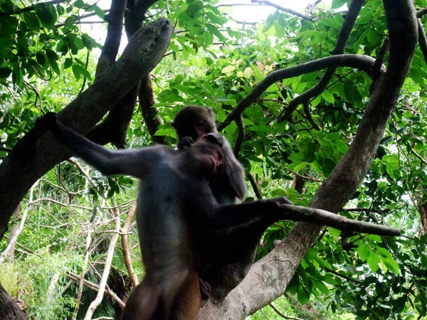 Mono Animal Mamífero Selva — Foto de Stock