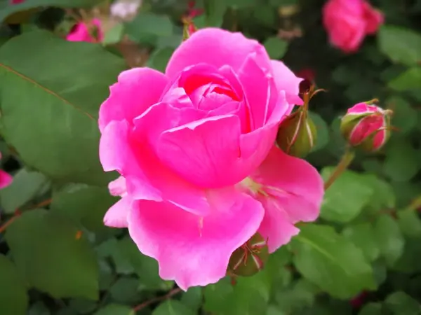 Rosa Hermosa Jardín — Foto de Stock