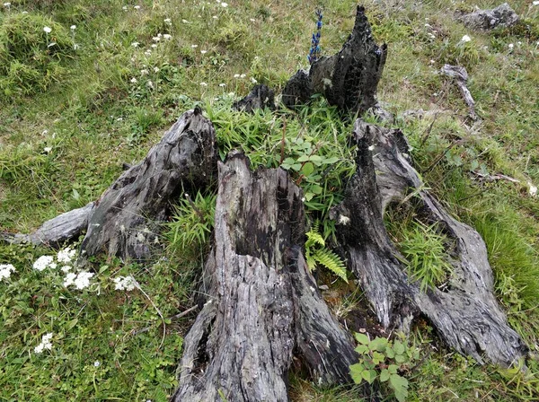 Viejo Muñón Bosque — Foto de Stock