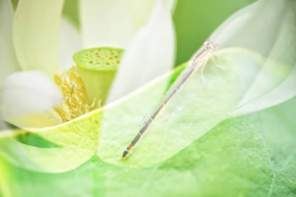 Close Van Een Vlinder — Stockfoto