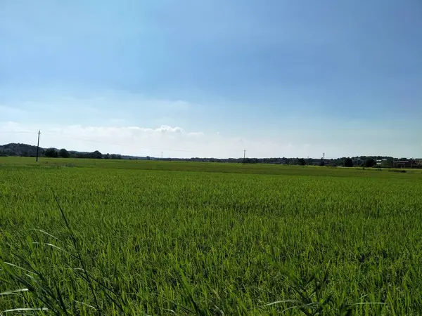 Hierba Verde Cielo Azul — Foto de Stock