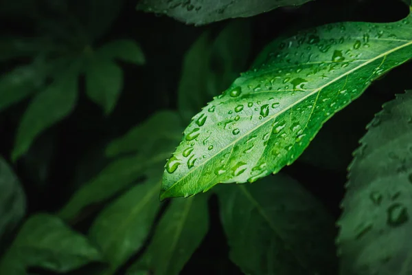 Hoja Verde Con Gotas Agua Rocío — Foto de Stock