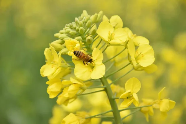 Flor Amarilla Jardín — Foto de Stock