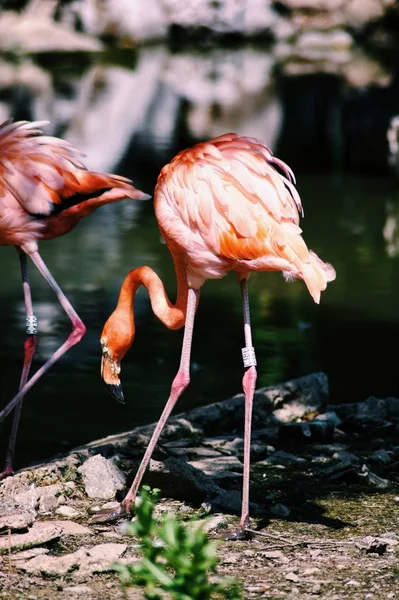 Flamingo Rosa Água — Fotografia de Stock