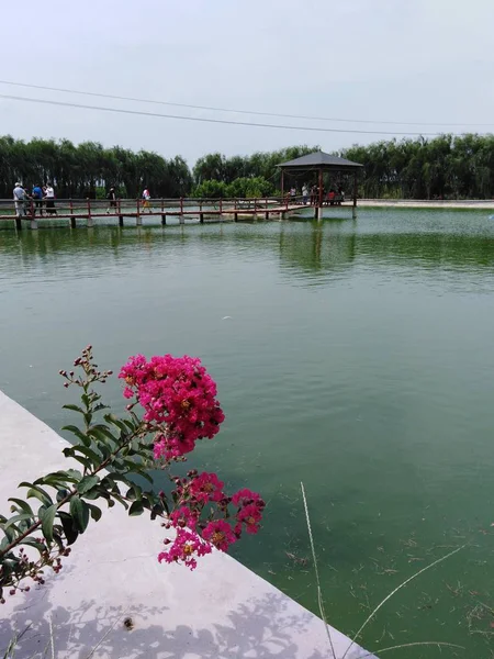 Hermosas Flores Rosadas Lago — Foto de Stock