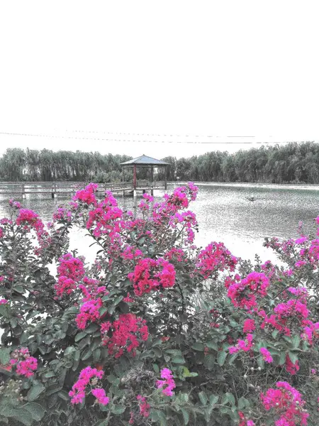 Hermosas Flores Rosadas Jardín — Foto de Stock
